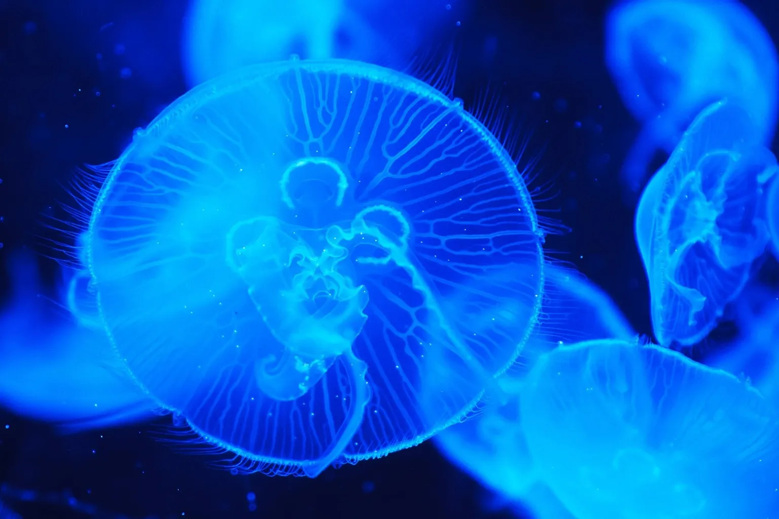 Aquarium Gardaland SEA LIFE : guide complet de la billetterie