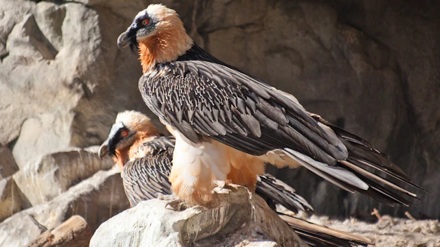 Zoo alpin d'Innsbruck