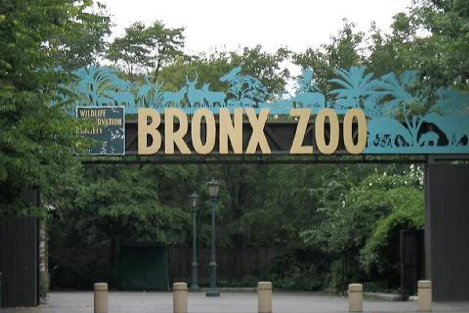 Zoo du Bronx visite : immersion au cœur du plus grand zoo urbain